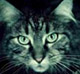   MadCat