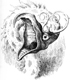   Jabberwocky