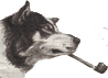 ������ ��� Brake_Laggard